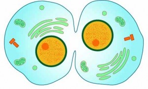 Described under the heading 5f. Cytokinesis.