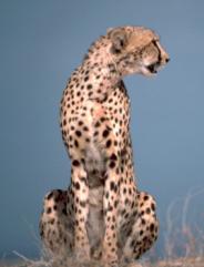 The cheetah: a carnivore or secondary consumer