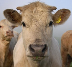 Let's feed our grain to the cows and eat as carnivores.