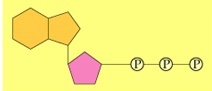 simple-ATP