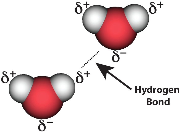 12_hydrogen bond, two water molecules, LABELED