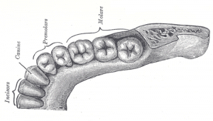 Human teeth (Gray's Anatomy, from Wikipedia)
