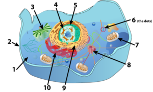 animal_cell_w-smooth-erv2