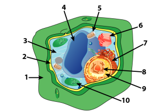 plant_cell_numbered