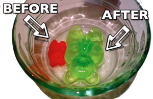 00a_gummy bear osmosis