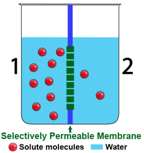 01_key osmosis diagram, v4