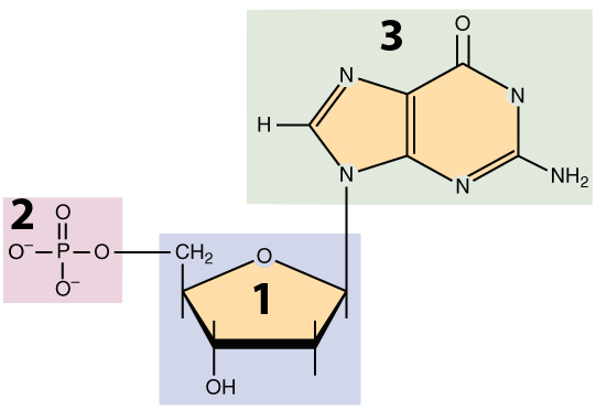 01_nucleotide, numbered