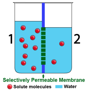 01a_key osmosis diagram, after osmosis