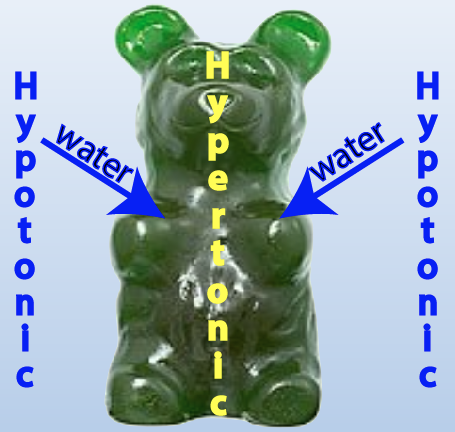Green gummy bear labeled