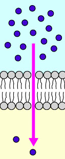 Described under the heading 2b. Simple and Facilitated Diffusion.