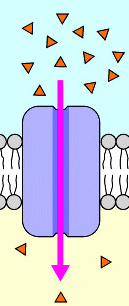 Described under the heading 2b. Simple and Facilitated Diffusion.