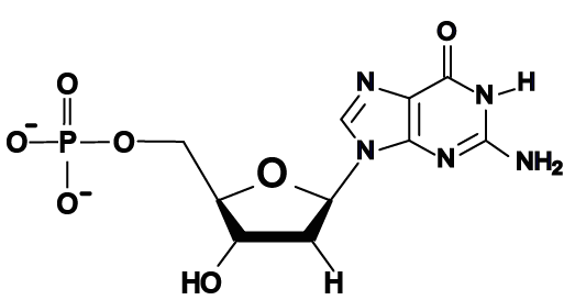04b_guanine, structural
