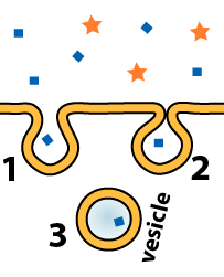Pinocytosis
