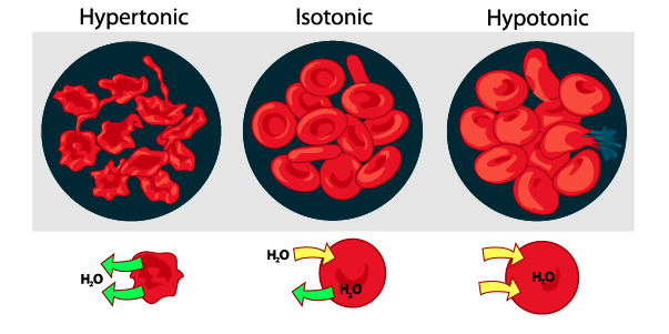 07_red blood cell osmosis with labels