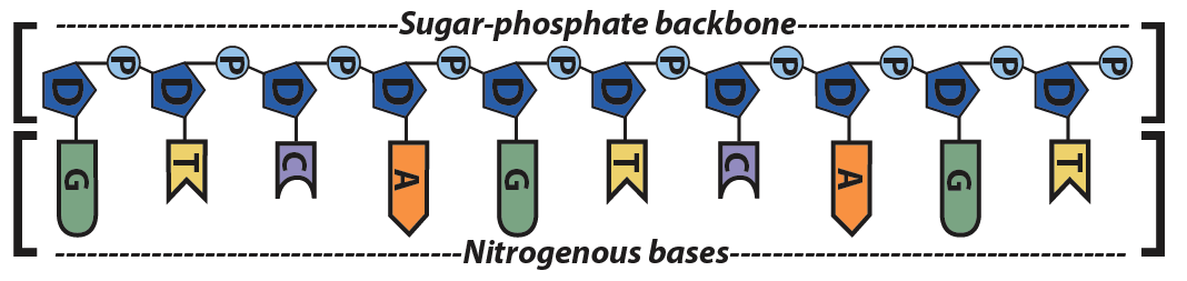 07a_single strand, of DNA, ten nucleotides (labeled)