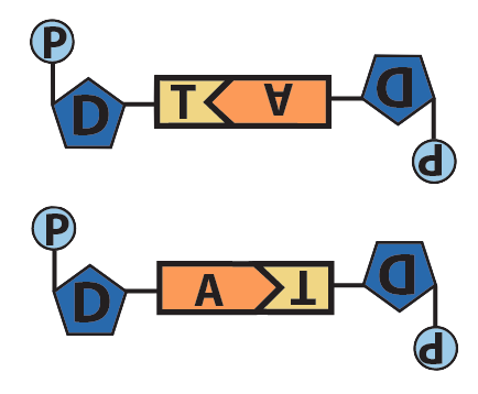 08-adenine and thymine are complementary