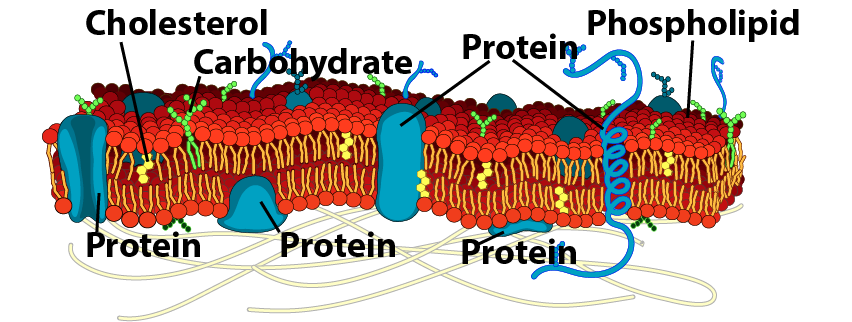 08_labeled, detailed membrane
