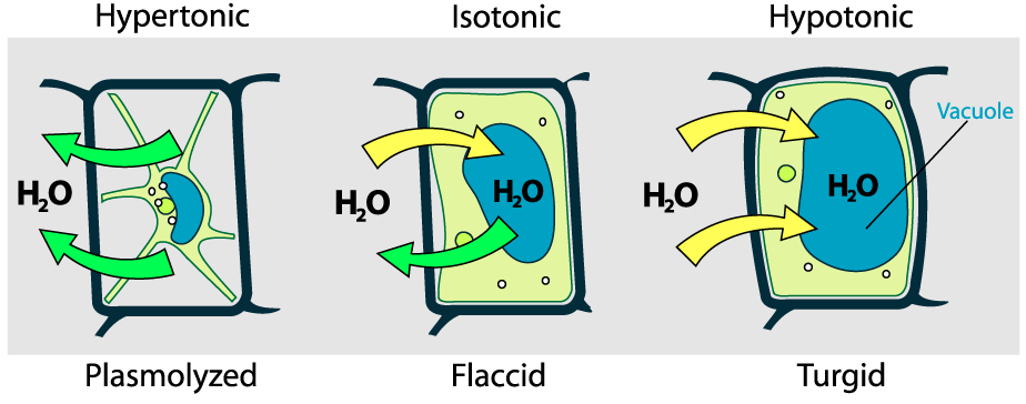 08_plant cell osmosis, with labels