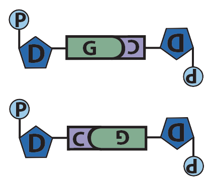 09_cytosine and guanine are complementary