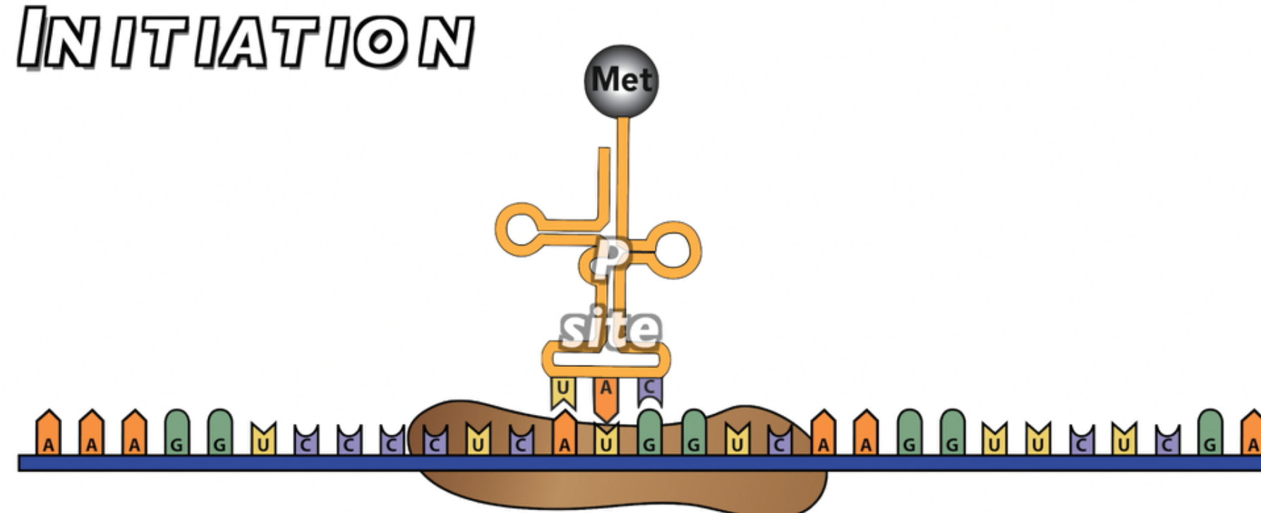 Initiation. A tRNA with anticodon UAC and amino acid Met matches with AUG on the mRNA.