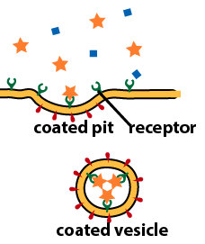 Receptor mediated endocytosis