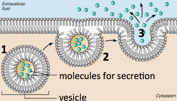 Described under the heading 5. Endocytosis and Exocytosis.