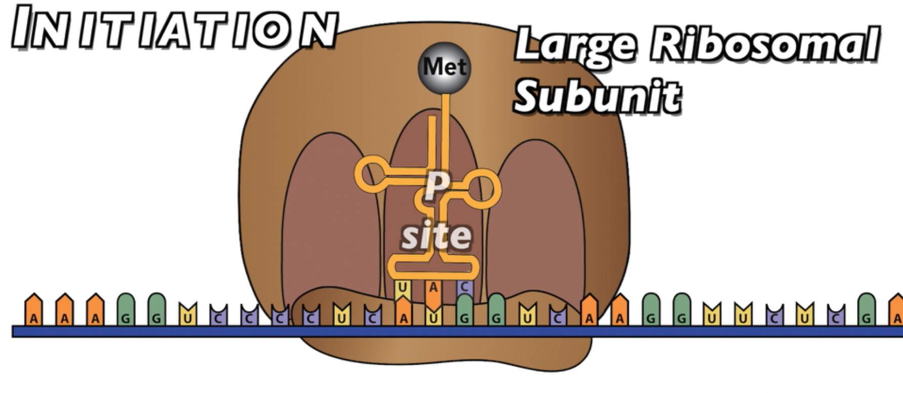 The large ribosomal subunit binds with the small subunit such that the Met-carrying tRNA is secure in the P site.