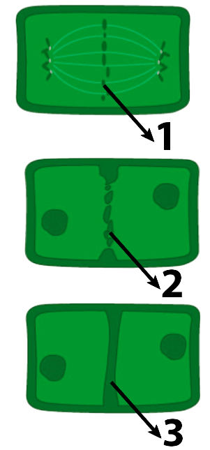 Cytokinesis in plant cells. Described under the heading 5f. Cytokinesis.