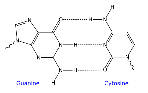 11-b_500px-GC_DNA_base_pair.svg