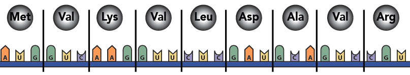 11a_mRNA w unlabeled codons