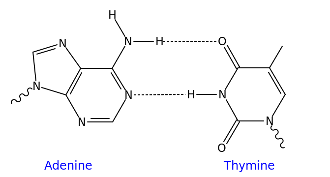 12b_671px-AT_DNA_base_pair.svg