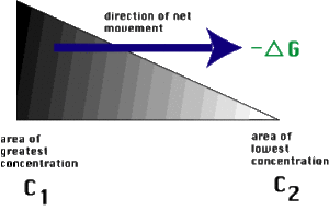 Described under the heading 2a. Diffusion and Concentration Gradients.