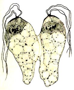 binary fission, wikipedia,494px-Collodictyon_telophase_constrict