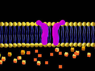 Described under the heading 2b. Simple and Facilitated Diffusion.