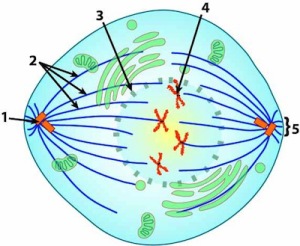 Described under the heading 5b. Prophase.