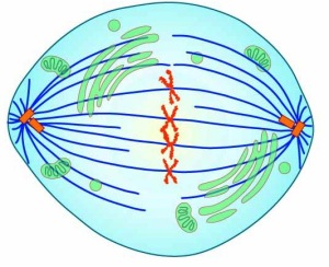 Described under the heading 5c. Metaphase.