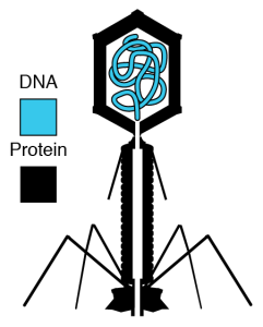phage