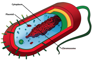 prokaryotic cell (chromsome, plasmids)