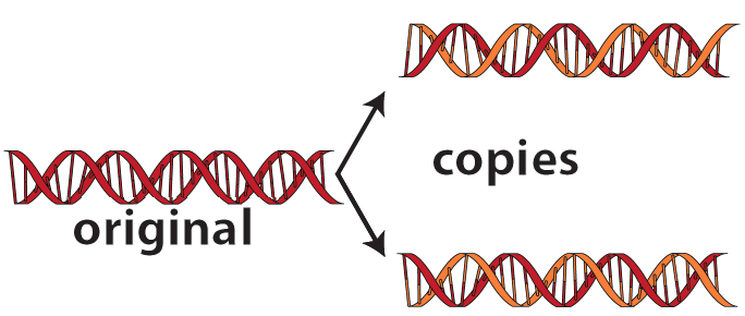 replication