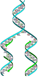 01_DNA-replication-split