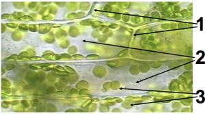 02_elodea(cropped)