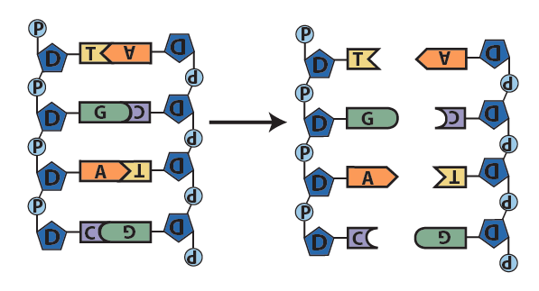 03_separate the strands (step 1, overview)