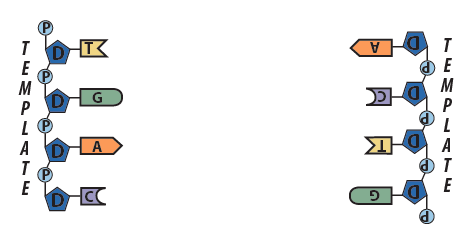 04_each strand is a template (step 2, overview)