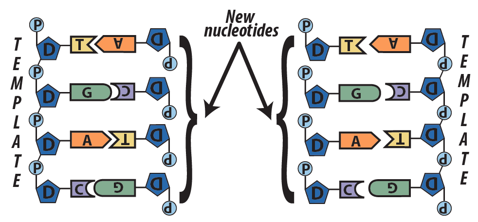 05_strands w new nucleotides (step 3, overview)
