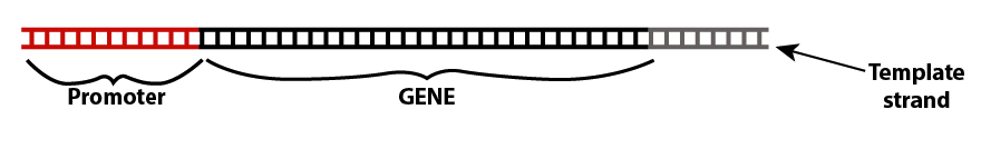 06_genes and transcription