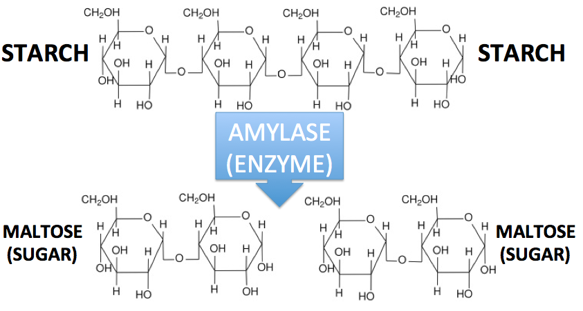 08_starch, amylase, maltose