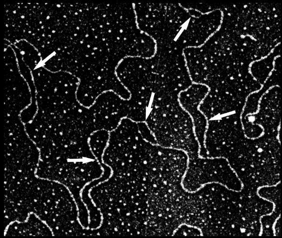 10_em of replication bubbles,Fig10p5