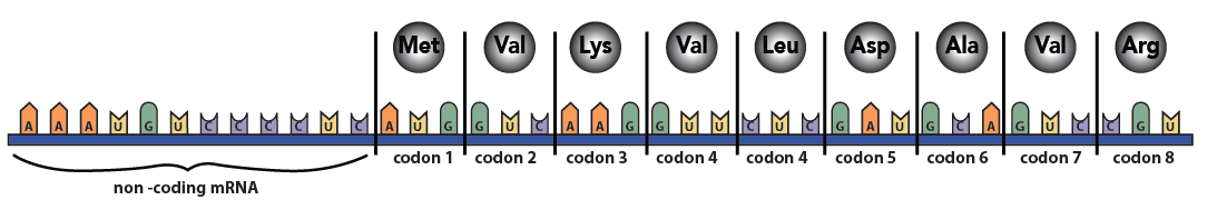 11_mRNA showing codons and corresponding amino acids