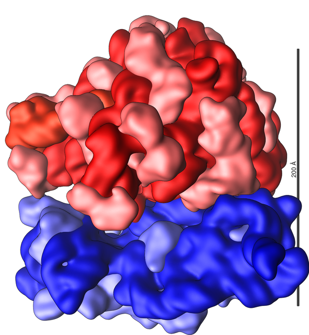 13a_ribosome, rotated