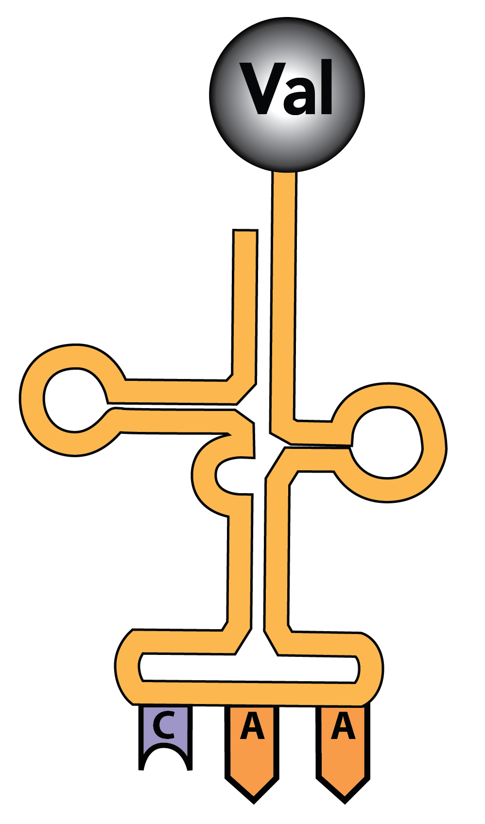14100_tRNA (CAA, Val)